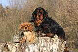 CAVALIER KING CHARLES 390